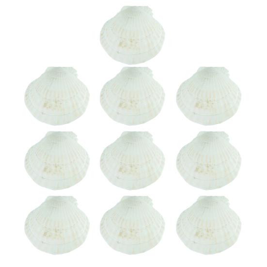 10 Stück Natürliche Jakobsmuscheln DIY Basteln Themenparty Deko Strahlend Weiße Muscheln Schmuck Weihnachtsdekoration 10pcs von Joom DACH