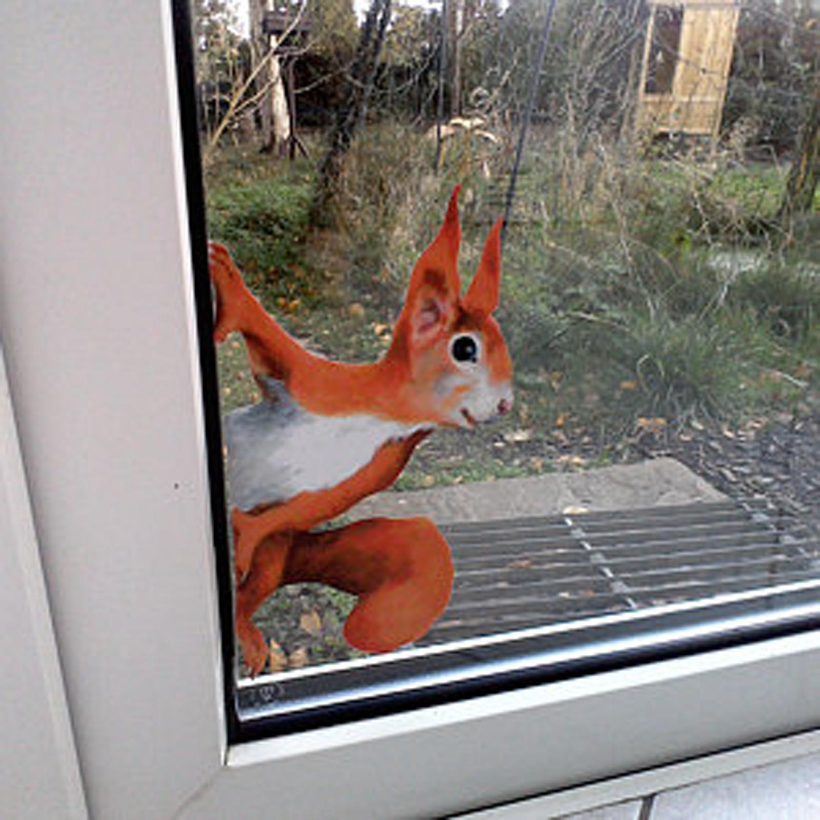 1PC Peeping Squirrel Wandaufkleber, Aufkleber für Wände und Fenster 1 PC von Joom DACH