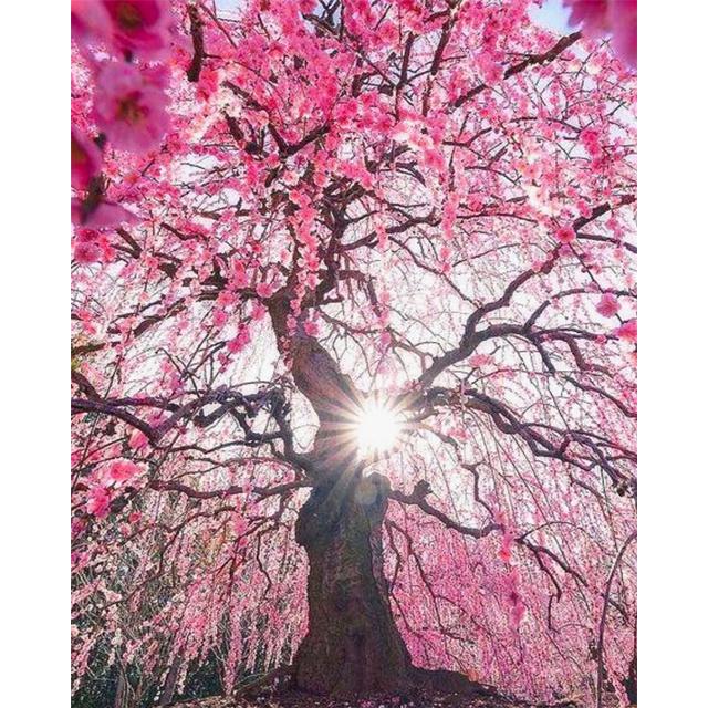 40 x 50 cm Malen nach Zahlen, rosa Baumlandschaft, DIY-Bild nach Zahlen, Kirschblüten, handgemalt, einzigartiges Geschenk, Heimdekoration 40x50cm No Frame von Joom DACH