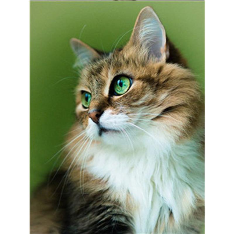 5D DIY Diamantmalerei Katze Diamantstickerei Vollrunde Bohrer Bild Strass Kreuzstich 20X30CM von Joom DACH