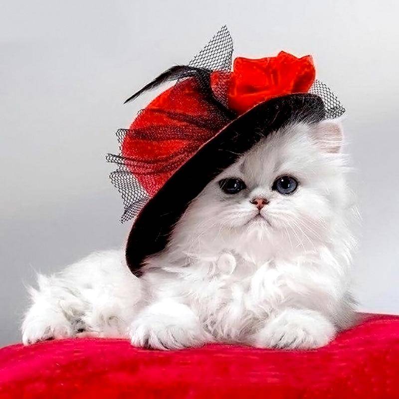 5D-Diamantgemälde zum Selbermachen, „Katze mit rotem Hut“, Diamant-Stickerei, Kreuzstich, Strass-Mosaik-Gemälde 30x30CM von Joom DACH