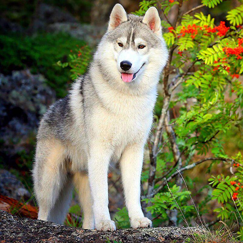 5D Diy Daimond Gemälde „Siberian Husky“ Kreuzstich-Strass-Stickerei-Set 30x30CM von Joom DACH