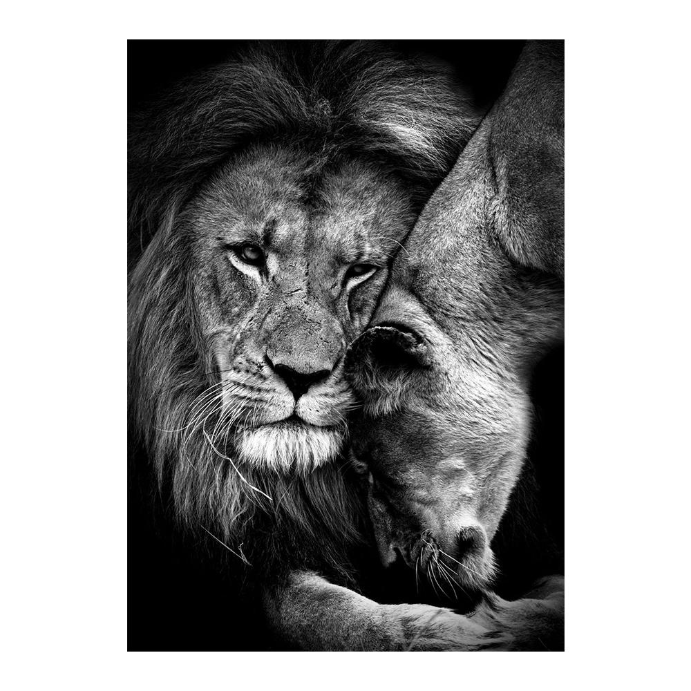 Afrikanischer Löwe im Dunkeln, Wandkunst, Poster und Drucke, Tiere, Leinwandkunst, Bilder, Stillleben, Gemälde, Heimdekoration 50x70cm no frame von Joom DACH