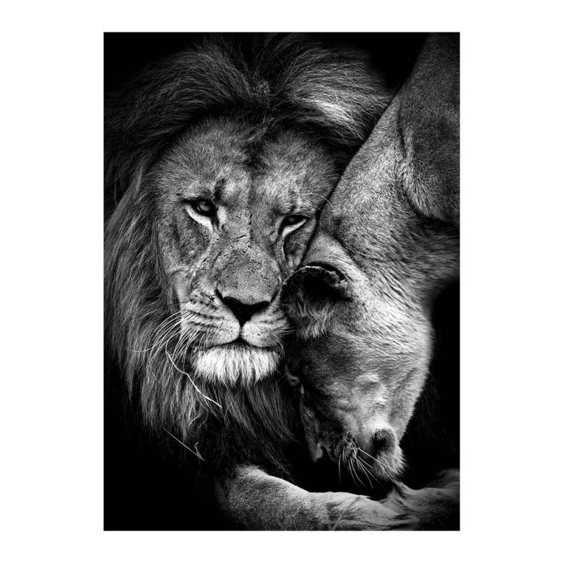 Afrikanischer Löwe im Dunkeln, Wandkunst, Poster und Drucke, Tiere, Leinwandkunst, Bilder, Stillleben, Gemälde, Heimdekoration 50x70cm no frame von Joom DACH