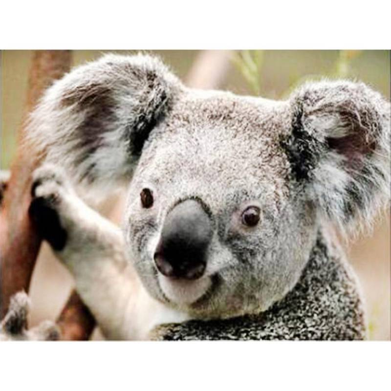 Diamant 5D Diamant Malerei Koala Diamant Stickerei Kreuzstich Strass Mosaik Gemälde 20X30CM von Joom DACH