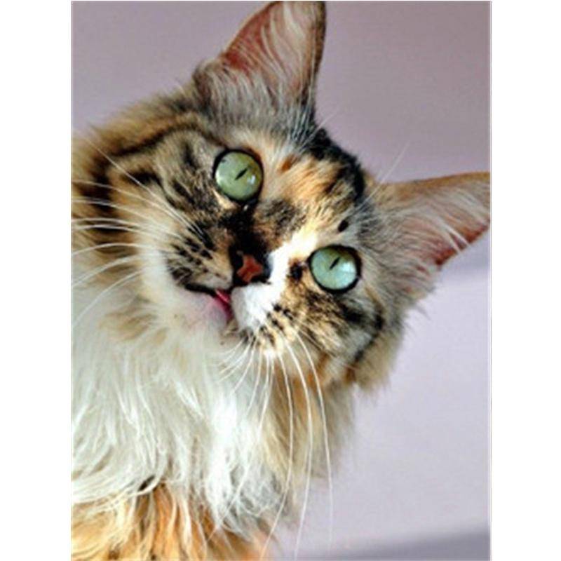 Diamant Malerei Katze 5D Diy Diamant Stickerei Tier Mosaik Bild von Strass Home Dekoration 50X70CM von Joom DACH