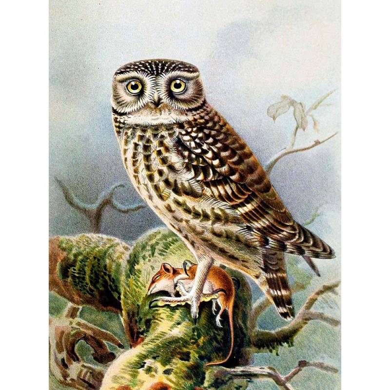 Diamant-Stickerei, Eule, Diamant-Gemälde, Tierbilder, Strasssteine, Diamant-Mosaik, Tapeten-Dekor 20X30CM Diamant-Stickerei, Eule, Diamant-Gemälde, Tierbilder, Strasssteine, Diamant-Mosaik, Tapeten-Dekor 20X30CM von Joom DACH