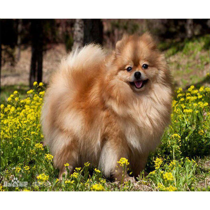 Diamant-Stickerei Hund Diamant Malerei Bild von Strass Kreuzstich Kits Weihnachten 20X30CM von Joom DACH