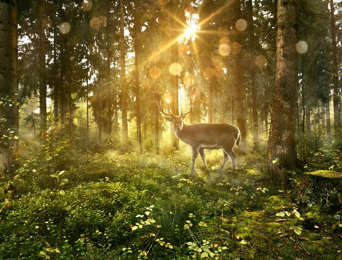 Fototapete Hirsch im Wald am Morgen Waschbares Vlies 270x180 Fototapete Hirsch im Wald am Morgen Waschbares Vlies 270x180 von Joom DACH