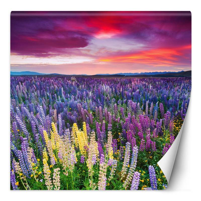 Fototapete Lavendelblüten auf einer Wiese 100x100 Violett von Joom DACH