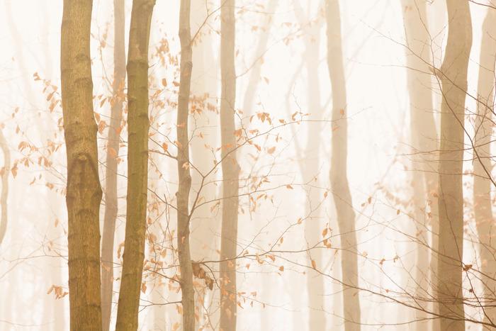 Fototapete Wald im Nebel Strukturvinyl 270x180 von Joom DACH