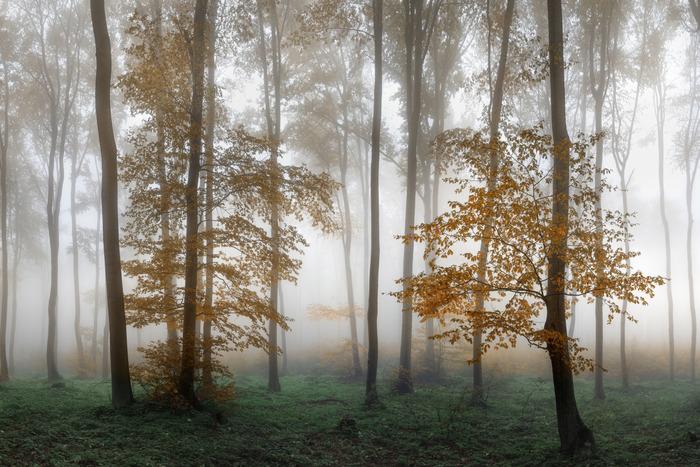 Fototapete Wald im Nebel Waschbares Vlies 416x254 Fototapete Wald im Nebel Waschbares Vlies 416x254 von Joom DACH