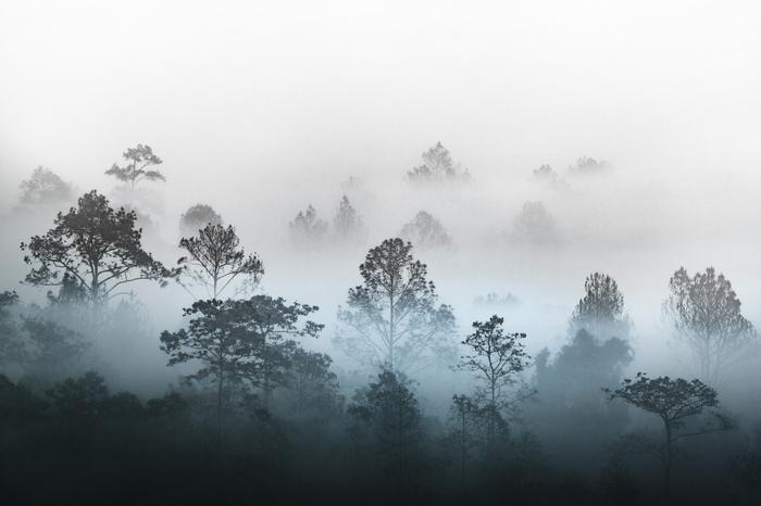 Fototapete Wald im Nebel Waschbares Vlies 416x254 Fototapete Wald im Nebel Waschbares Vlies 416x254 von Joom DACH
