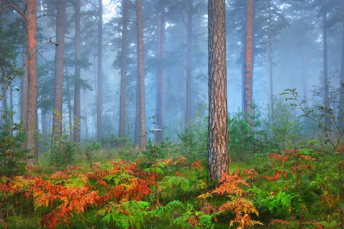 Fototapete Wald im Nebel Waschbares Vlies 450x300 Fototapete Wald im Nebel Waschbares Vlies 450x300 von Joom DACH