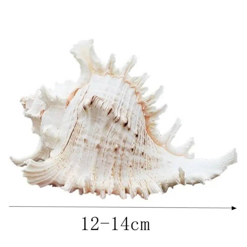 Große natürliche große Muschelschale 10–16 cm Muschelschalen Handwerk Statue Aquarium Dekor Hause 12-14cm von Joom DACH