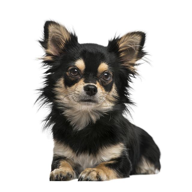 J541# Niedlicher Chihuahua-Tieraufkleber auf dem Auto, Vinyl-Aufkleber, wasserfest, Dekoration, Autoaufkleber O-15cm-Longest Side J541# Niedlicher Chihuahua-Tieraufkleber auf dem Auto, Vinyl-Aufkleber, wasserfest, Dekoration, Autoaufkleber O-15cm-Longest Side von Joom DACH