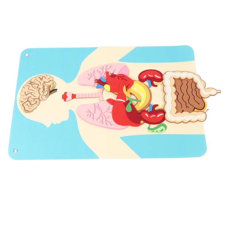 Körperteile Lernen Filz-Geschichtentafel-Set Frühes Lernen Filz Menschliches Organ Körpermodell Wandbehang von Joom DACH