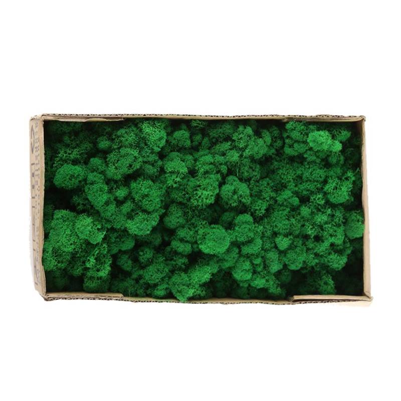 Konserviertes Deko-Moos, langlebiges, natürlich konserviertes Moos für Heimdekorationen, Modellbau Fruit green / 500g von Joom DACH