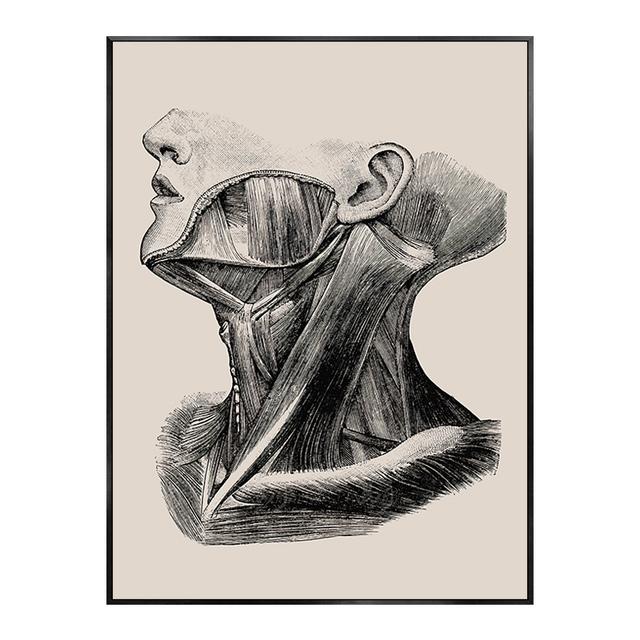 Menschlicher Körper Anatomie Poster Skelett Vintage medizinische menschliche Bildung Klinik Wand Kunst Muskel Leinwand Malerei Drucke Home Decor 30X40cm Unframed von Joom DACH