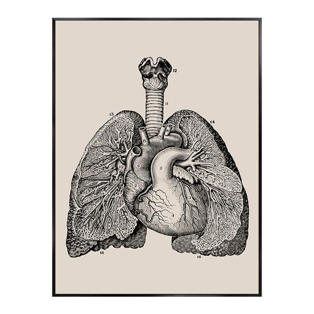 Menschlicher Körper Anatomie Poster Skelett Vintage medizinische menschliche Bildung Klinik Wand Kunst Muskel Leinwand Malerei Drucke Home Decor 30X40cm Unframed von Joom DACH