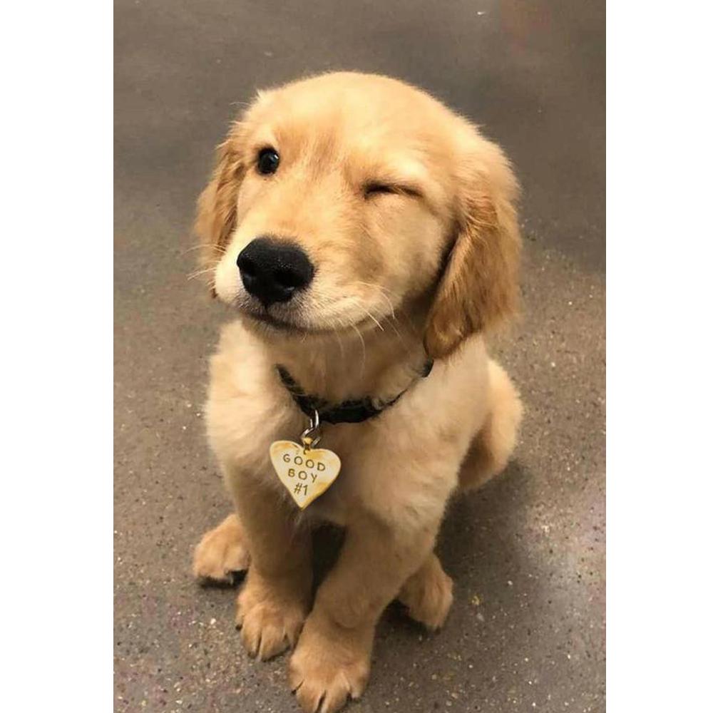 Neues 5D-Diamantgemälde zum Selbermachen, „Haustierhund“, Stickerei, quadratisch/rund, Diamant-Kreuzstich, Diamant-Mosaik-Gemälde, Dekoration, Geschenk Full Round (20X30CM) von Joom DACH