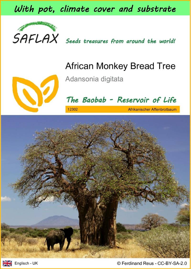 SAFLAX - Garden to go - Afrikanischer Affenbrotbaum - 6 Samen - Mit Topf, Klimadeckel und Anzuchtsubstrat - Adansonia digitata von Joom DACH