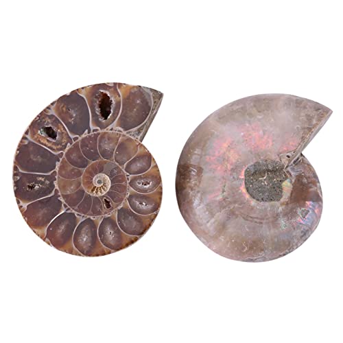 2-teiliges Authentisches Ammoniten-Fossilienschalenexemplar aus Madagaskar – Steine ​​und Mineralien (Durchmesser 4cm) von KIMISS