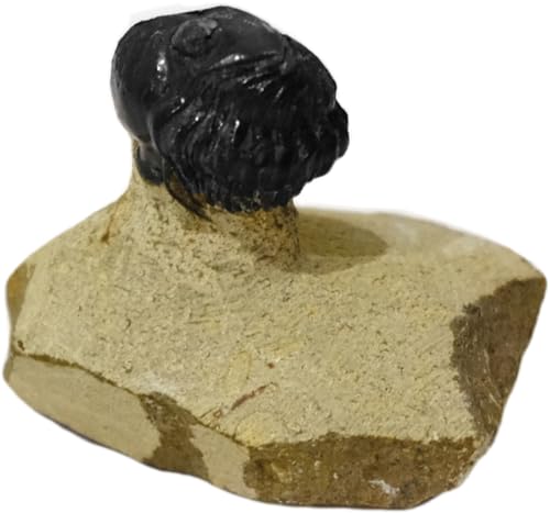 Kaltner Präsente Geschenkidee - Versteinerte Urzeit Fossilien: Fossilie Trilobiten Trilobit Gerastos aus Marokko/Lehrmaterialien Fossilien (Ø 5 cm) von Kaltner Präsente