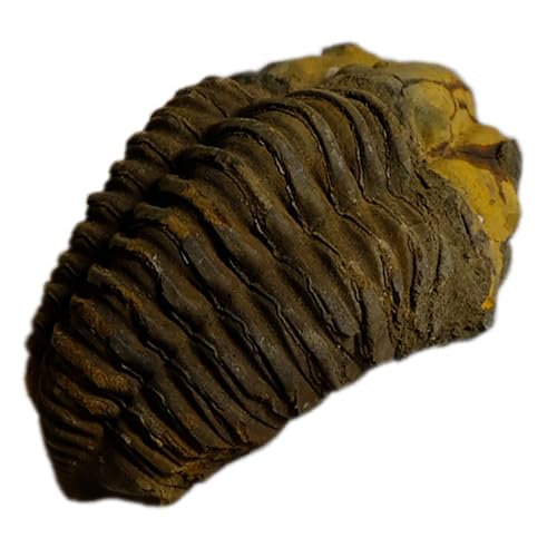 Kaltner Präsente Geschenkidee - Versteinerte Urzeit Fossilien: Trilobiten Calymene Fossil aus Marokko Gliederfüßer/Lehrmaterialien (Länge 7 cm) von Kaltner Präsente