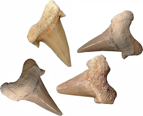 Kaltner Präsente Geschenkidee - Versteinerte Urzeit Fossilien: unbehandelte naturbelassene Haifischzähne Hai Zahn Zähne Haizahn Haifischzahn (Set 4 Stück) von Kaltner Präsente