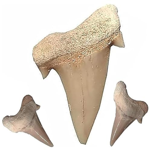 Kaltner Präsente Geschenkidee - Versteinerte Urzeit Fossilien: unbehandelte naturbelassene Haifischzähne XXL Hai Zahn Zähne Haizahn Haifischzahn (Set 3 Stück) von Kaltner Präsente