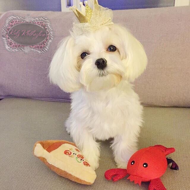 Hund Geburtstag Krone Hut Welpen Rot Glitzernden Tiara Tüll Mit Perlen Clip Geburtstagskrone Weihnachten Klammer von KidzKlothezline