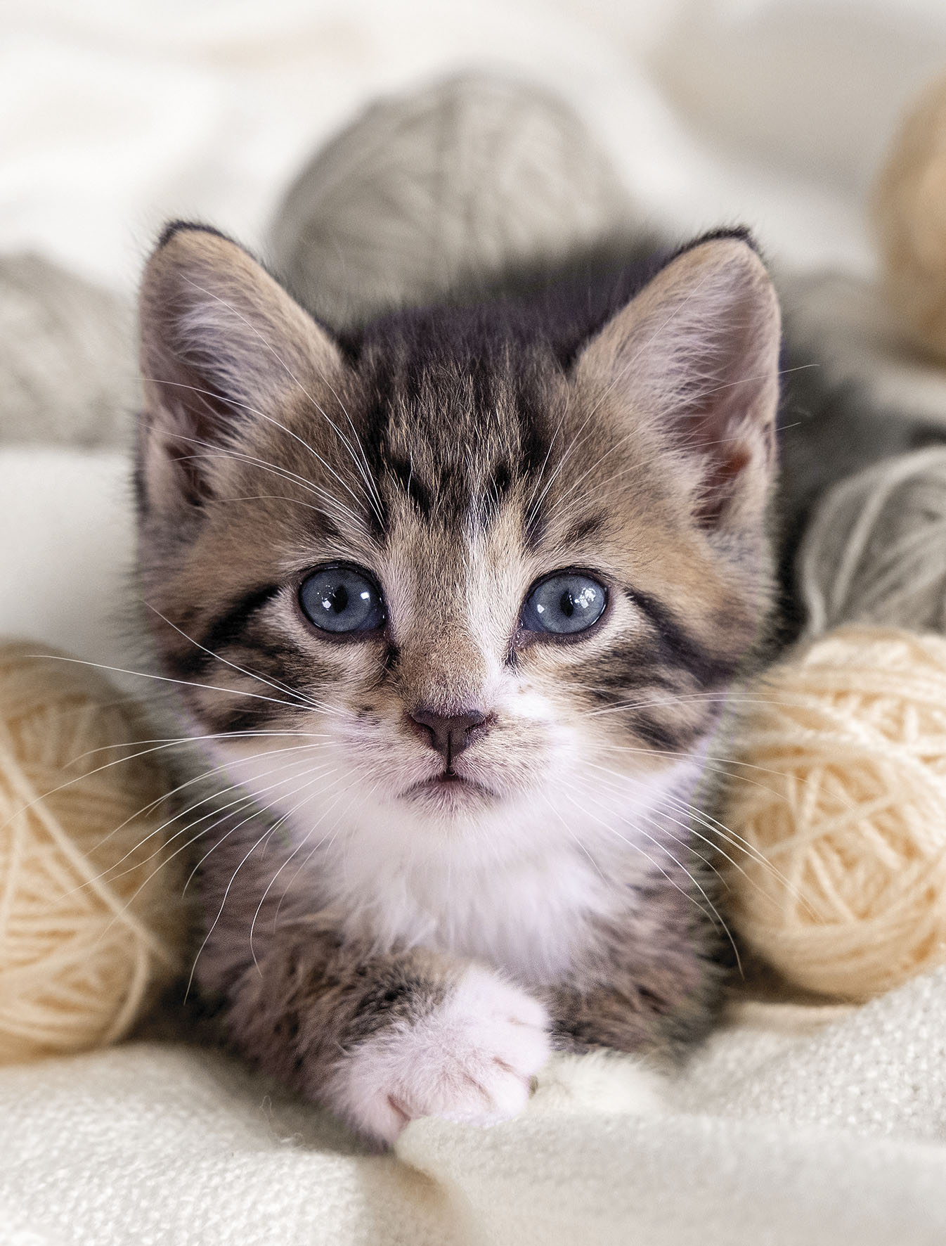 KiNZLER Wohndecke "Mikrofaser Fotodruck "Katze"" von Kinzler