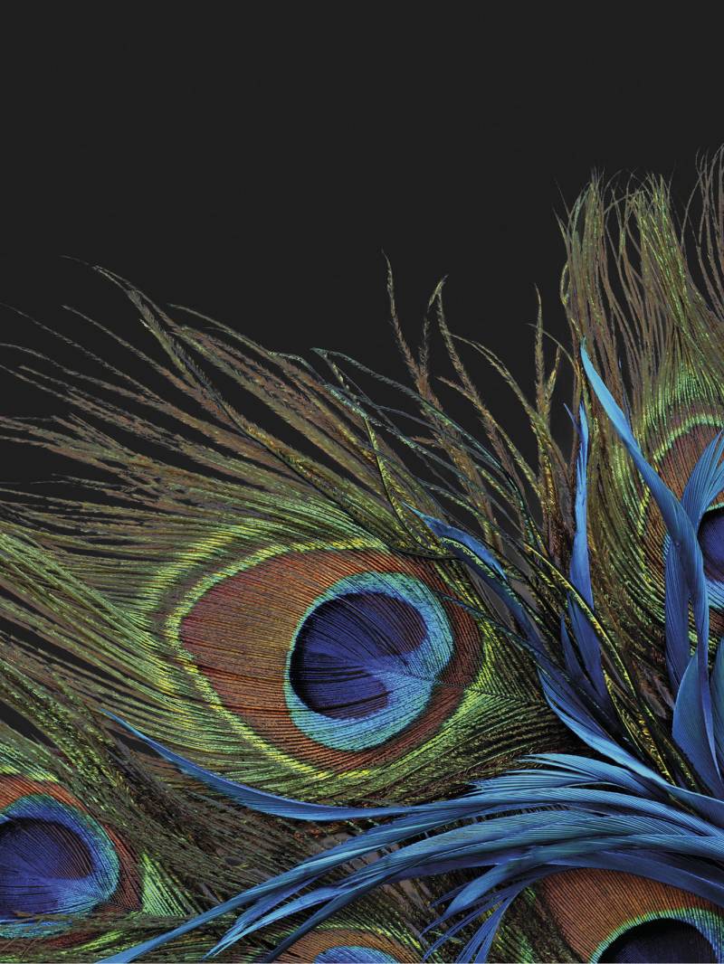 KiNZLER Wohndecke "Mikrofaser Fotodruck "Pfau"" von Kinzler