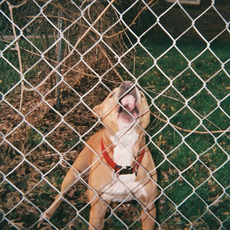Knocked Loose Pop Culture LP multicolor von Knocked Loose