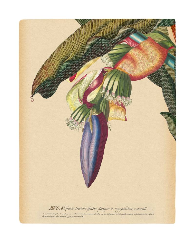 Komar Bild "Banana Heart" Natur 1 Stk. tlg. Wandbild zur Dekoration - ohne Rahmen von Komar