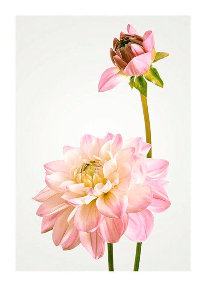 Komar Bild "Dahlia" Blumen 1 Stk. tlg. Wandbild zur Dekoration - ohne Rahmen von Komar