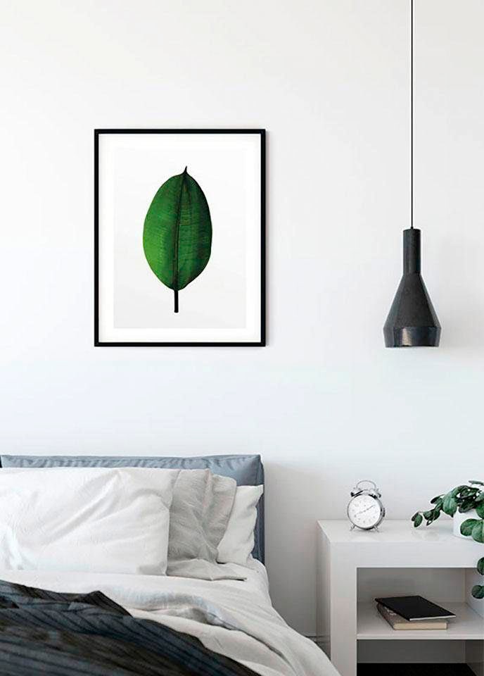 Komar Bild "Ficus Leaf" Blätter  Pflanzen 1 Stk. tlg. Wandbild zur Dekoration - ohne Rahmen von Komar