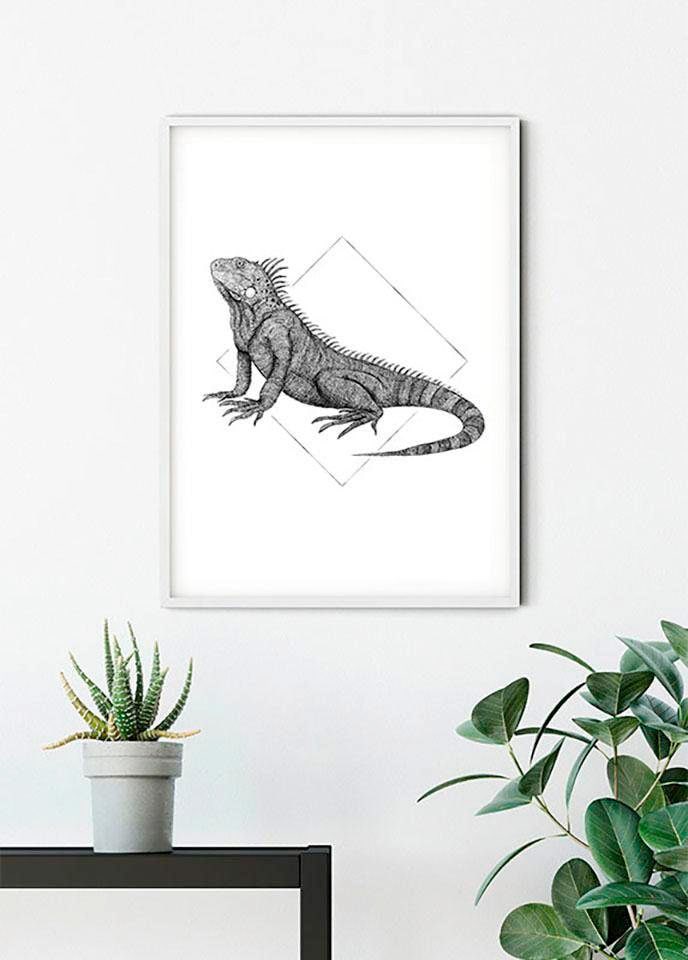 Komar Bild "Iguana White" Tiere 1 Stk. tlg. Wandbild zur Dekoration - ohne Rahmen von Komar