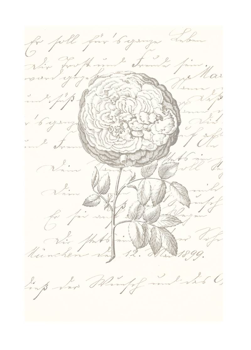 Komar Bild "Ma Chérie" Natur 1 Stk. tlg. Wandbild zur Dekoration - ohne Rahmen von Komar