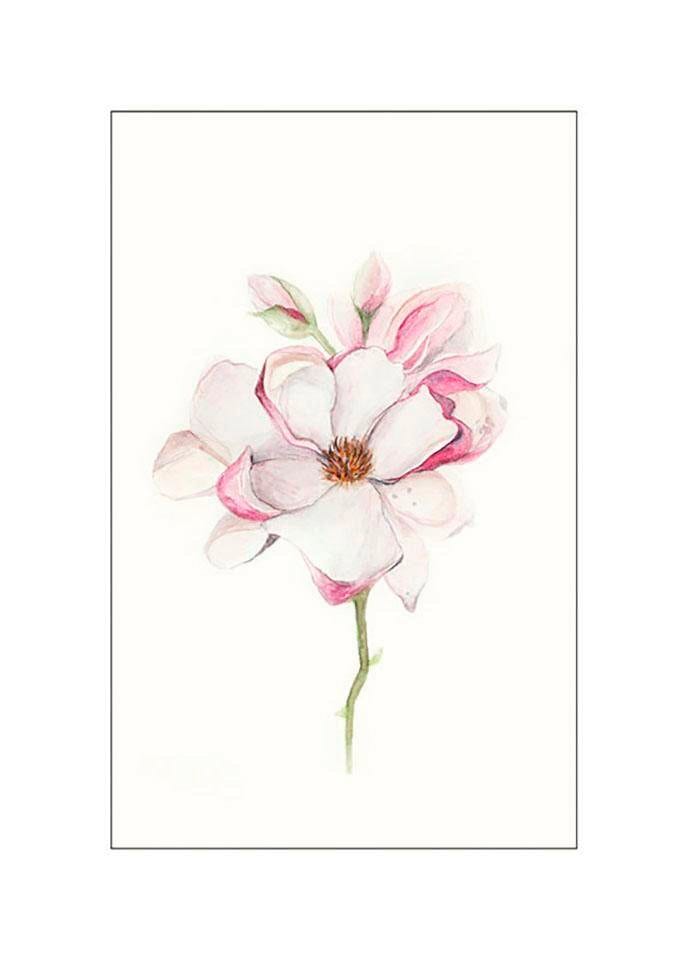 Komar Bild "Magnolia Blossom" Blumen 1 Stk. tlg. Wandbild zur Dekoration - ohne Rahmen von Komar