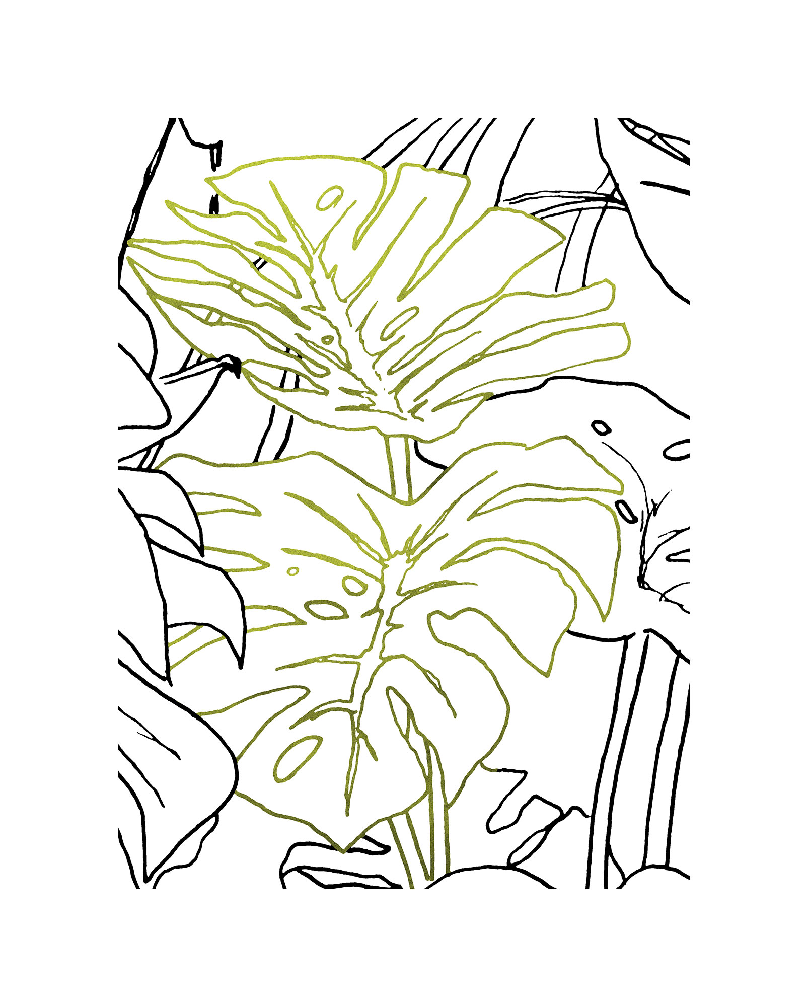 Komar Bild "Monstera Borsigiana" Natur 1 Stk. tlg. Wandbild zur Dekoration - ohne Rahmen von Komar