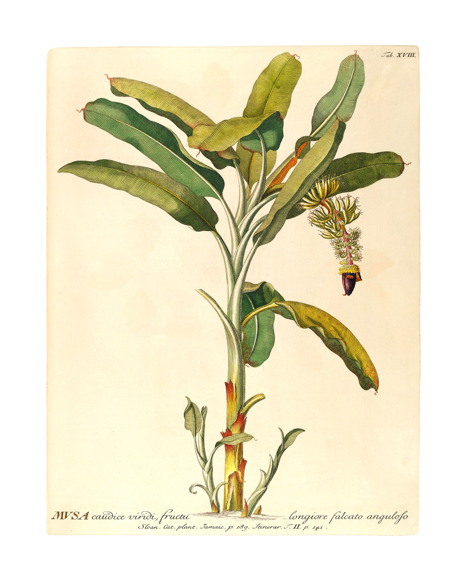 Komar Bild "Rainforest Sapling" Natur 1 Stk. tlg. Wandbild zur Dekoration - ohne Rahmen von Komar