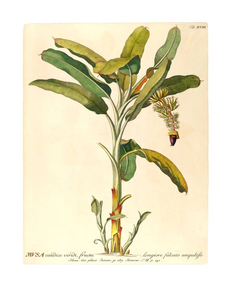 Komar Bild "Rainforest Sapling" Natur 1 Stk. tlg. Wandbild zur Dekoration - ohne Rahmen von Komar