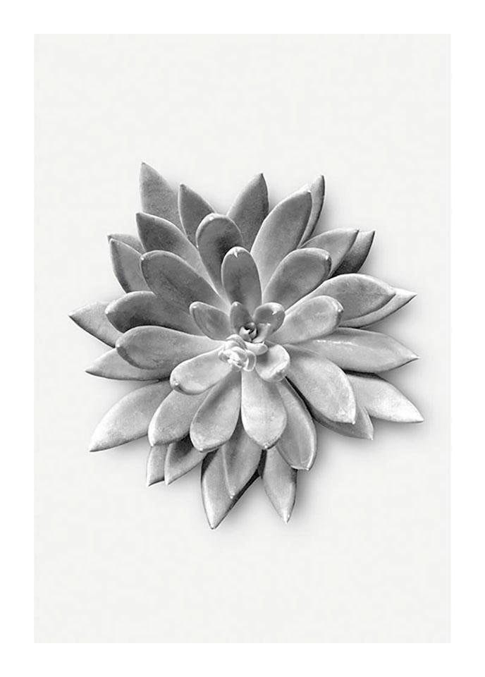 Komar Bild "Succulent Agave" Blätter  Pflanzen 1 Stk. tlg. Wandbild zur Dekoration - ohne Rahmen von Komar