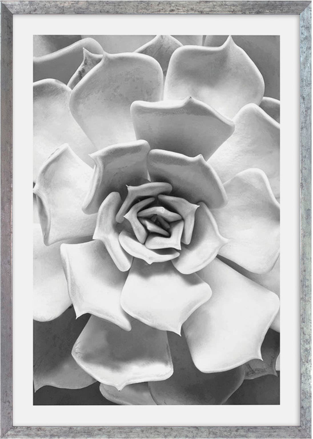 Komar Bild mit Rahmen "Succulent Aeonium" von Komar