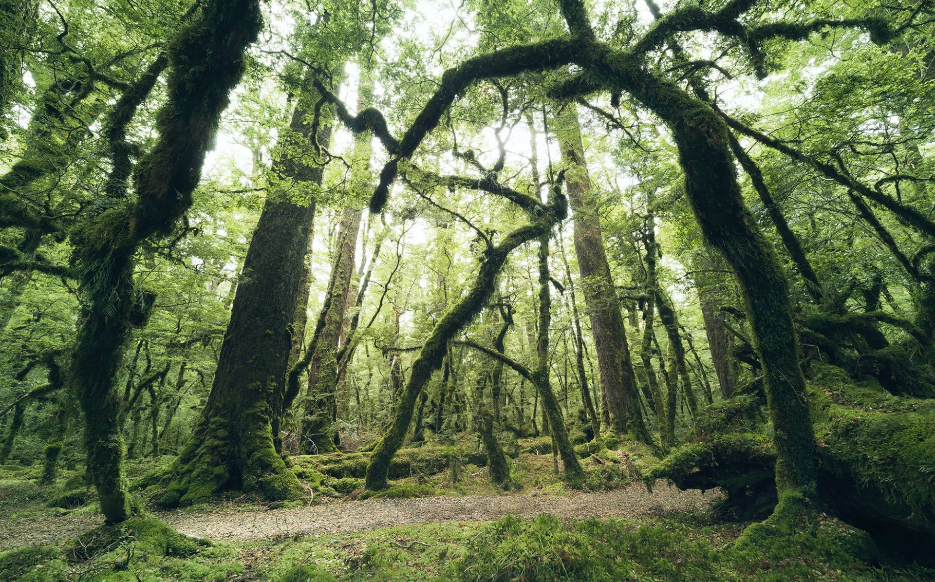 Komar Vliestapete "Ancient Green" von Komar