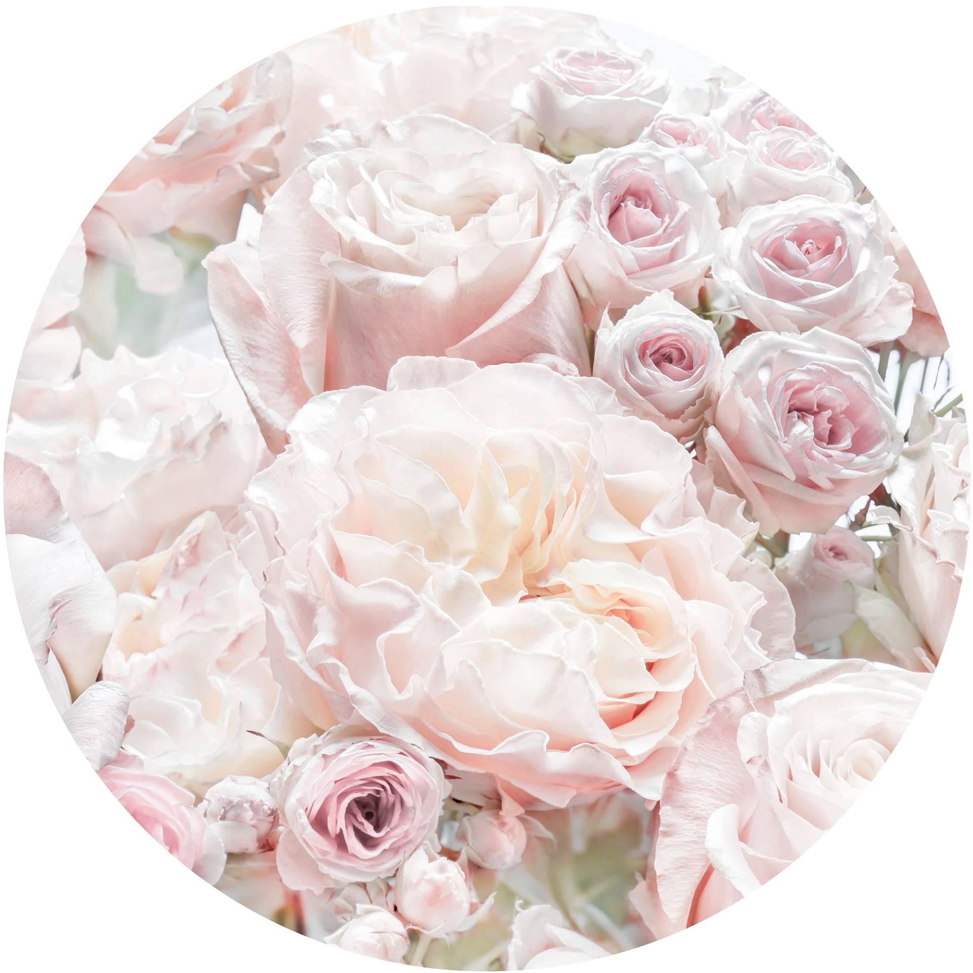 Komar Fototapete "Pink and Cream Roses" von Komar