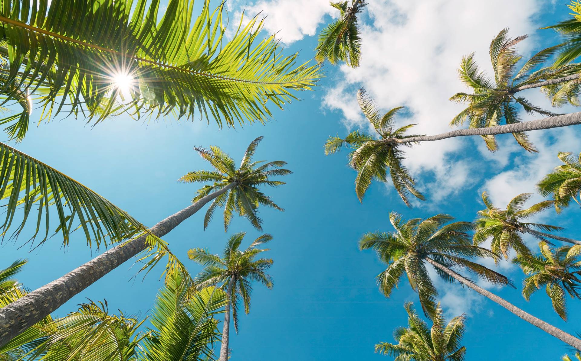 Komar Vliestapete "Coconut Heaven II", 450x280 cm (Breite x Höhe), Wohnzimmer, Schlafzimmer von Komar