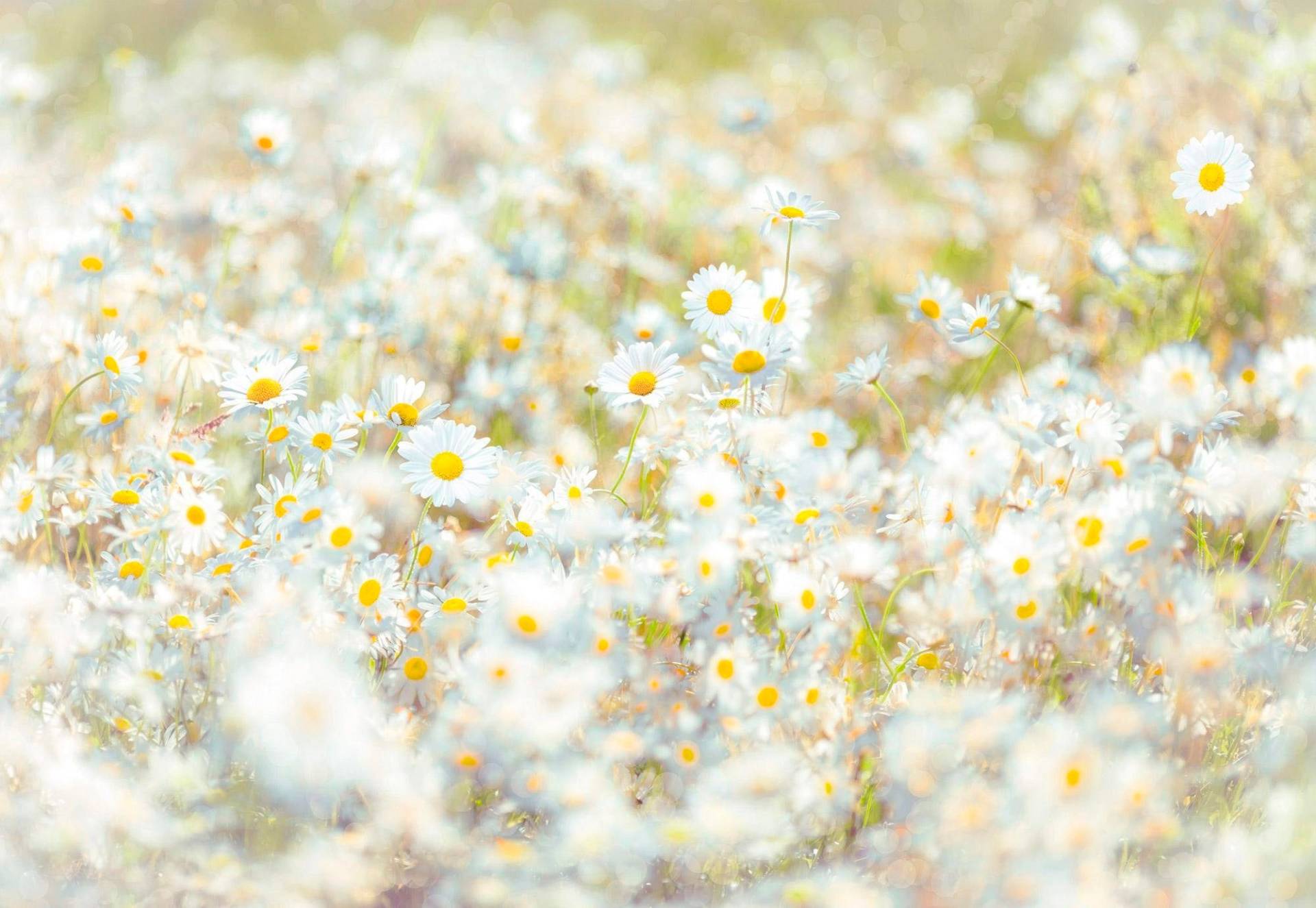 Komar Fototapete "Daisies - Größe 368 x 254 cm" bedruckt glatt Wohnzimmer, Schlafzimmer Komar Fototapete "Daisies - Größe 368 x 254 cm" bedruckt glatt Wohnzimmer, Schlafzimmer von Komar